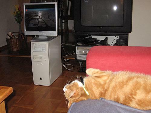 Web-TV